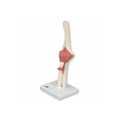 Deluxe Functional Elbow Joint Model