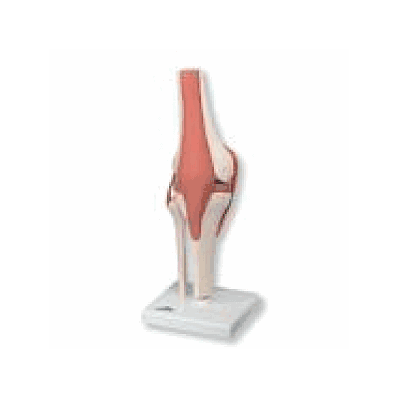 Deluxe Functional Knee