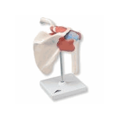 Deluxe Functional Shoulder Joint Model