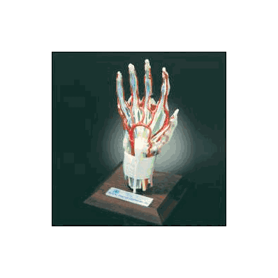 Deluxe Hand And Wrist Model - Model, Deluxe H