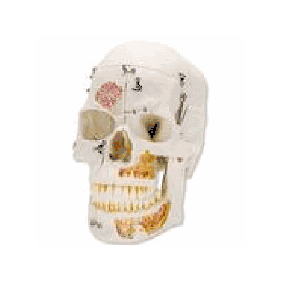  Deluxe Human Demonstration Dental Skull Model, 10 part