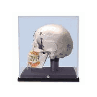 Deluxe Human Dental Skull, 10 Part