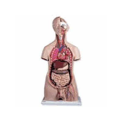 Deluxe Male Torso, 20-part