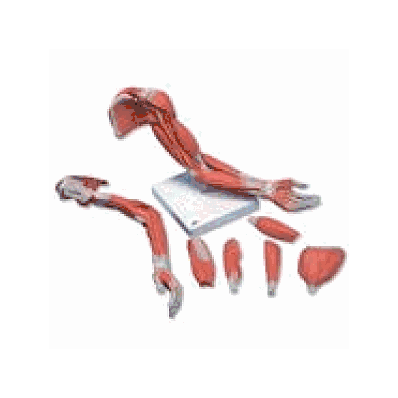 Deluxe Muscle Arm, 6 part, Life Size