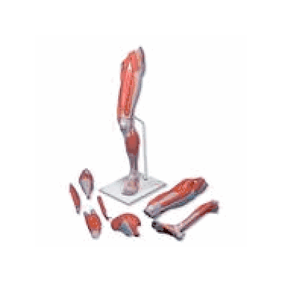 Deluxe Muscle Leg, 7 part, Life Size