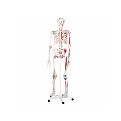 Deluxe Skeleton-pelvic Mounted - Medline