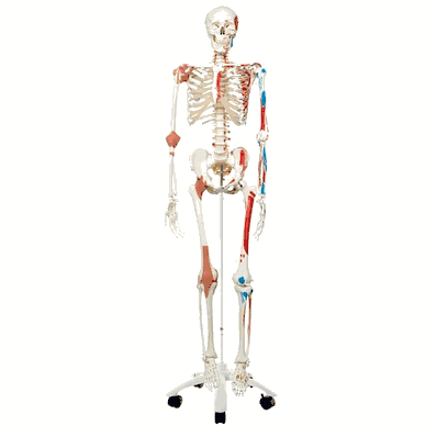 Full Size Skeleton Anatomy Model on a Stand