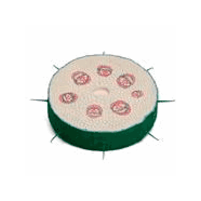 Dicotyledonous Plant Stalk
