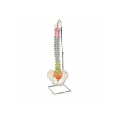 Didactic Flexible Spine Model