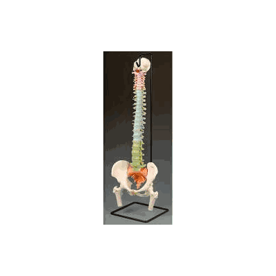 Didactic Flexible Spine Model - Vertebral Col