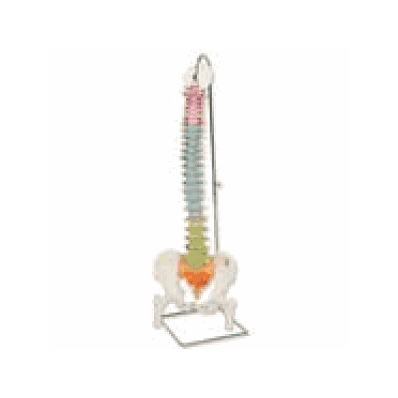 Didactic Flexible Spine Model with Femur Heads