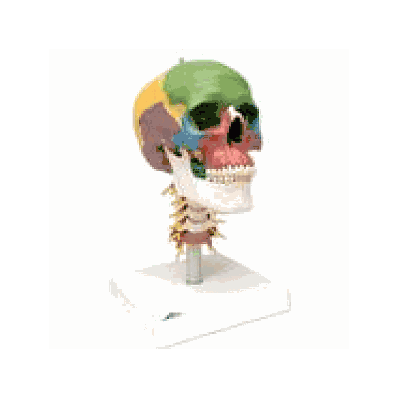 Didactic Human Skull Model on Cervical Spine, 4 part