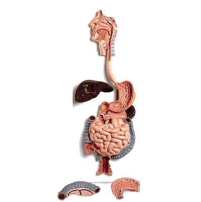 Model Digestive System 3 Part