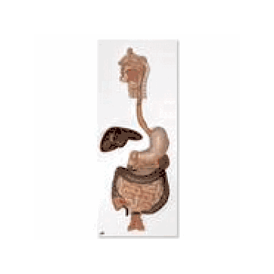 Digestive System, 3 part