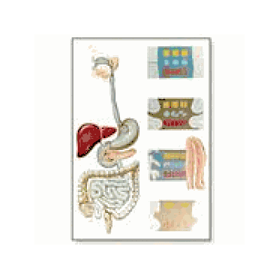 Digestive System Chart with wooden rods