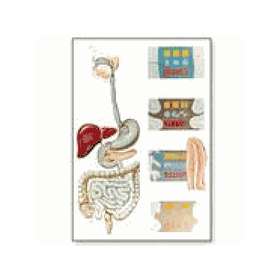 Digestive System Chart without rods