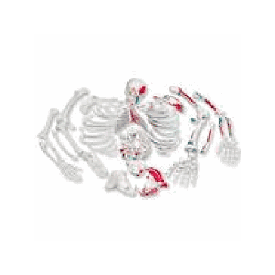 Disarticulated Full Human Skeleton, painted muscles
