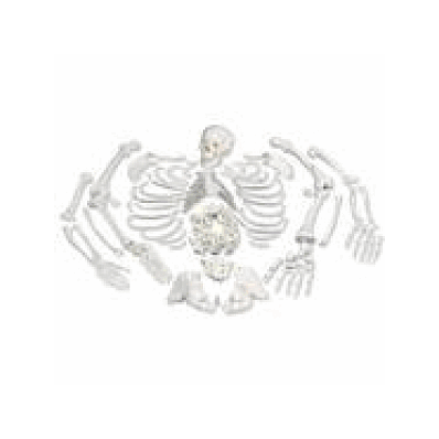Disarticulated Full Human Skeleton