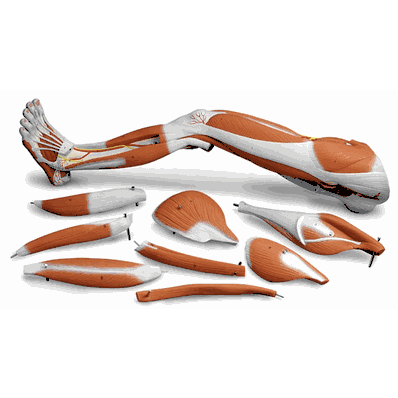 M20 Muscular Leg On Stand