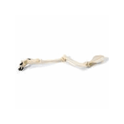 Dog Leg (Canis domesticus)