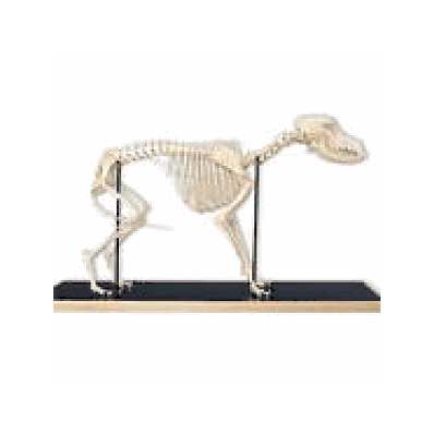 Dog Skeleton, flexibly mounted