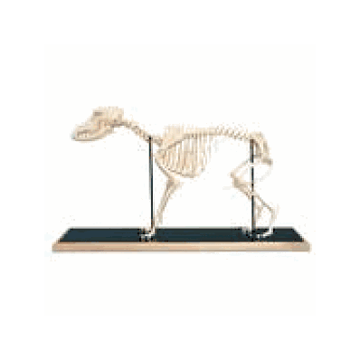 og Skeleton on Wooden Base