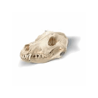 Dog Skull
