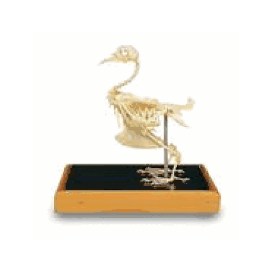 Dove Skeleton In Glass Case
