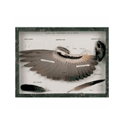 Dove Wings and Feathers