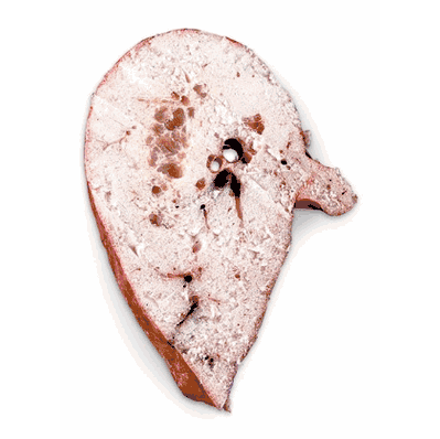Lung Swine Dried