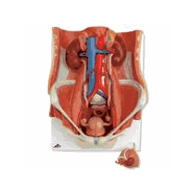 Dual Sex 6-part Urinary System
