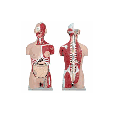 Dual-sex Muscular Torso With Open Back Model