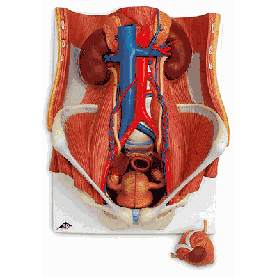K32 Urinary System Bisex