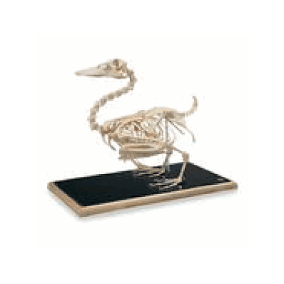 Duck Skeleton