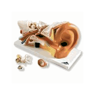Ear Model, 3 times life size, 4 part