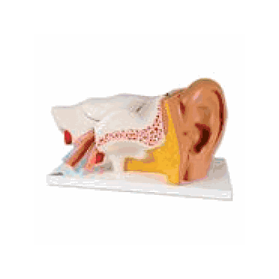  Ear Model, 3 times life size, 6 part