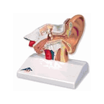  Ear Model for desktop, 1.5 times life size