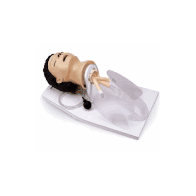 Airway Management Trainer With Board Male - T
