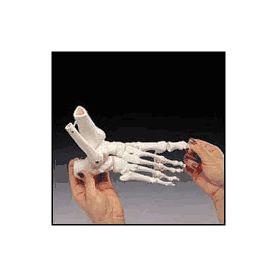 Elastic Foot Demonstration Model - Model, Foo