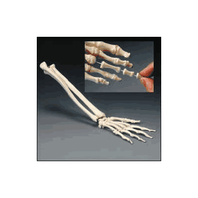 Elastic Hand Demonstration Model - Skeleton,
