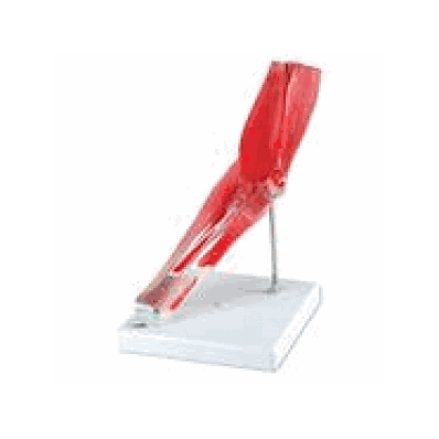 Elbow Joint with Removable Muscles