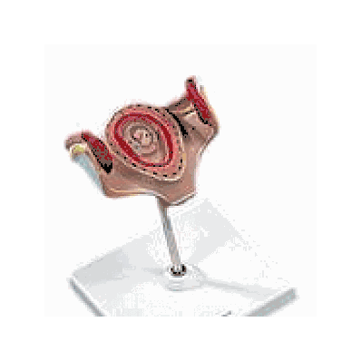 Embryo model, 1 month