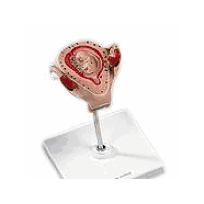Embryo model, 2 month