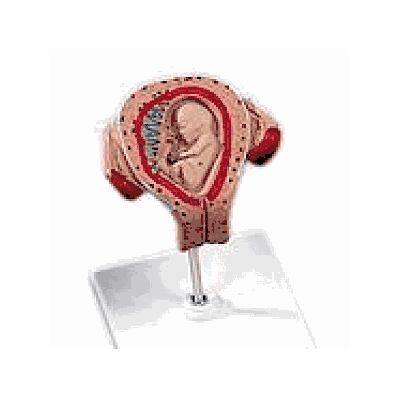 Embryo model, 3 month