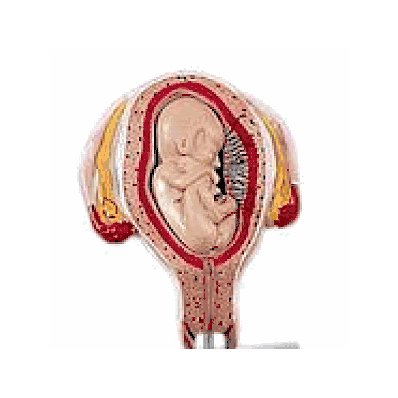 Embryo model, 4 month, abdominal position