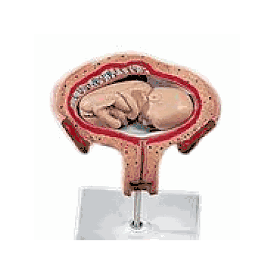 Embryo model, 5 month Fetus
