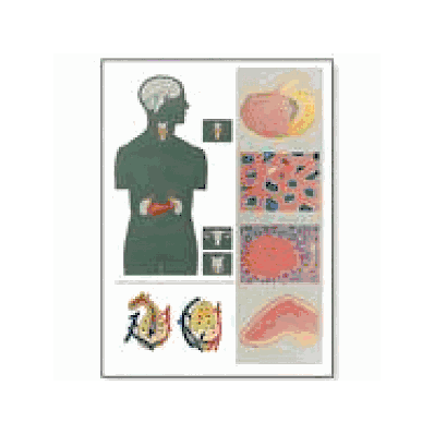 Endocrine Glands Chart without rods