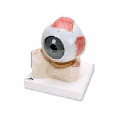 Eye, 5 times full-size, 7 part