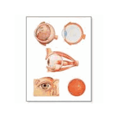Eye I, Anatomy Chart with wooden rods
