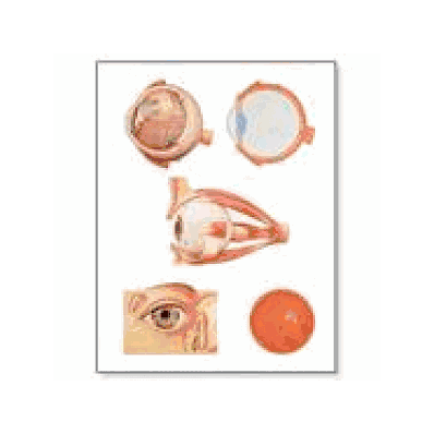 Eye I, Anatomy Chart without rods